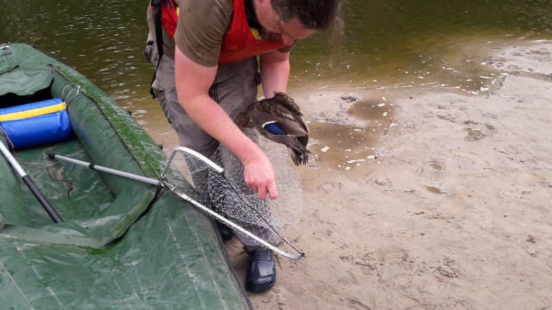 "Твари, ничего святого": жители Киева озабочены массовыми смертями уток в озерах (фото)